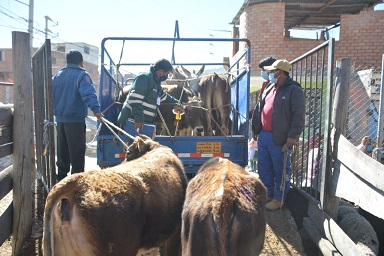 Huaraz: Senasa evaluó condición sanitaria de animales en feria ganadera de Challhua