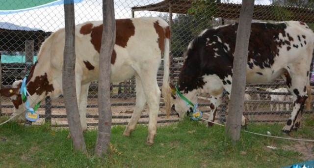 Huaylas: comuna recibió vaquillonas que serán destinadas a granja municipal