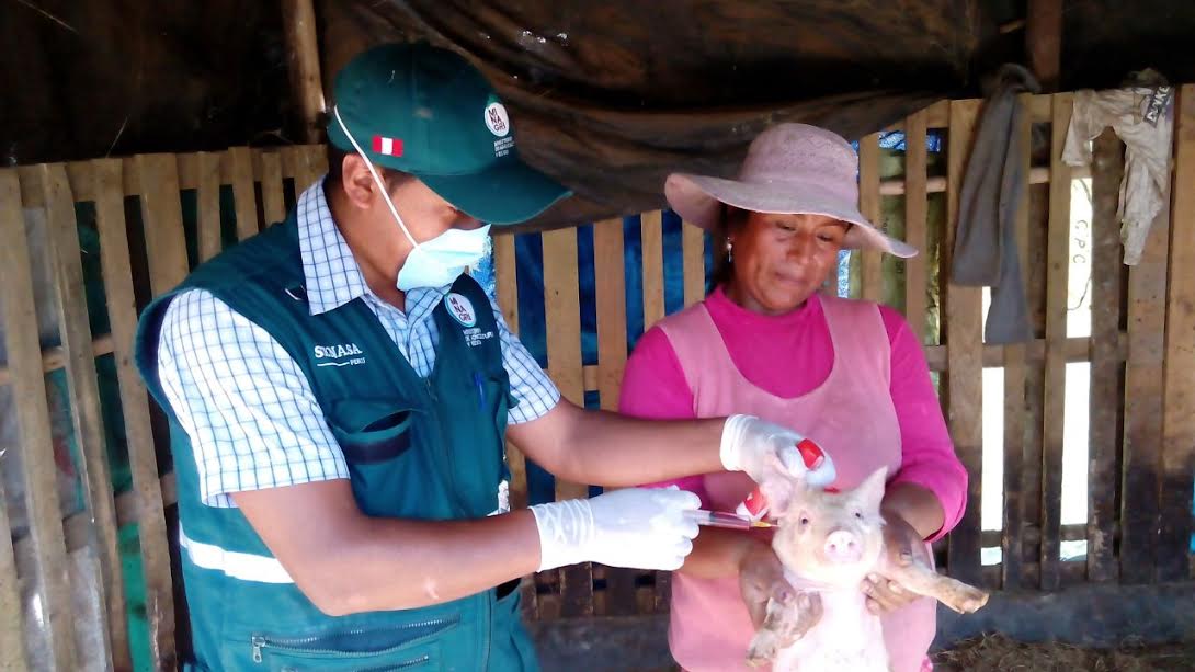 Senasa vacunó más de 57 mil cerdos en campaña contra la peste porcina clásica en Áncash