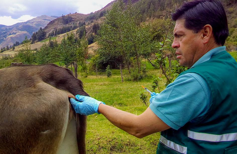  Áncash: Senasa toma acciones para control y erradicación de Tuberculosis Bovina