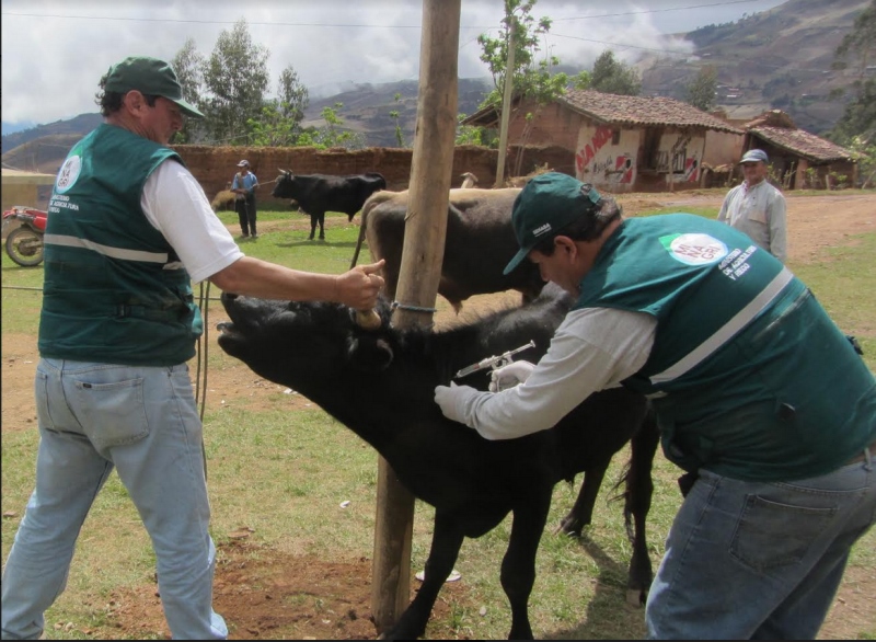 Senasa inicia vacunación contra el ántrax  en Áncash