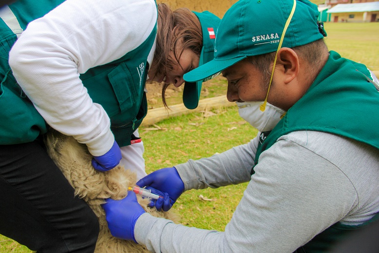 Senasa evaluará más de 500 ovinos para descartar presencia de “Maedi Visna” en  Áncash