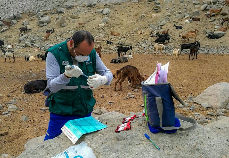 Áncash: vacunan a más de 10 mil animales contra la “brucelosis caprina” en cuatro provincias