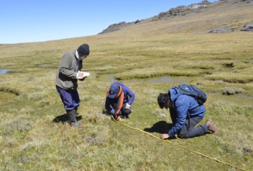 Áncash: identifican vegetales altoandinos capaces de descontaminar agua y suelos en nevados