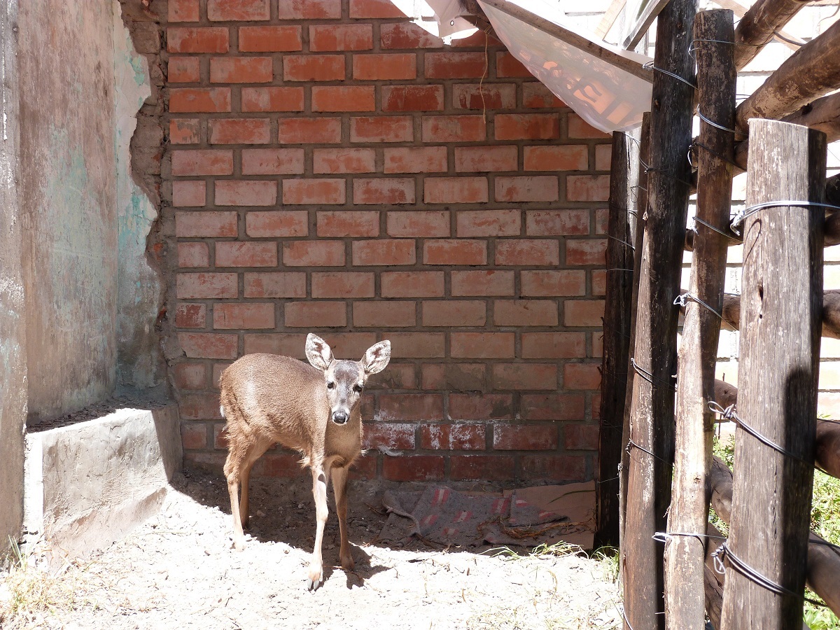 Incautan venado criado ilegalmente en recreo turístico de Taricá