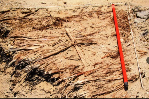 Hallaron vestigios prehispánicos en tramo de la costa de Camino Inca en Áncash