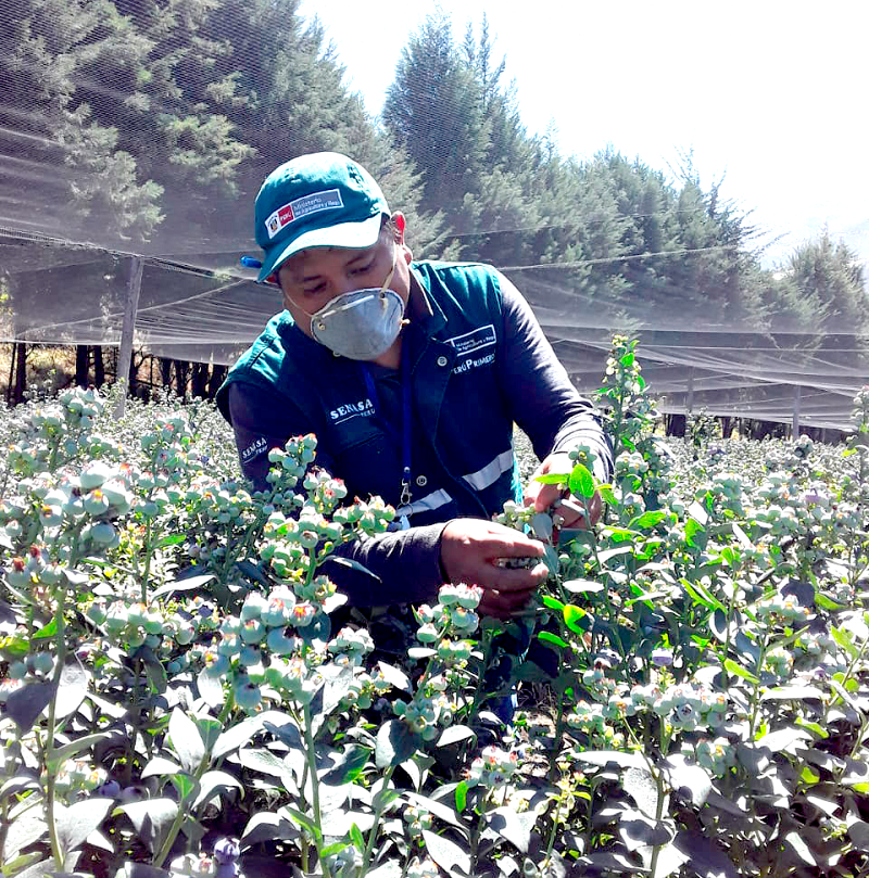 Áncash: Vigilancia fitosanitaria resguarda sanidad agraria de cultivos de arándano