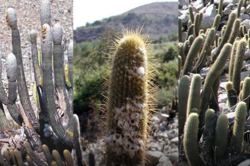Científicos descubren por qué se generan híbridos de cactus en regiones Áncash y Lima