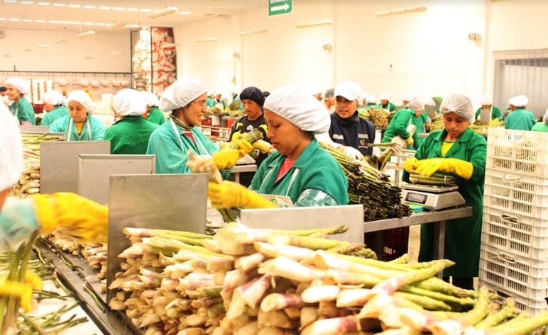 Agroexportaciones peruanas tuvieron su mejor inicio histórico