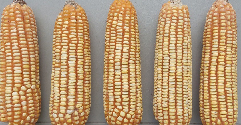 Presentan nueva variedad de maíz amarillo duro que incrementará en 72 % nivel de cosecha nacional