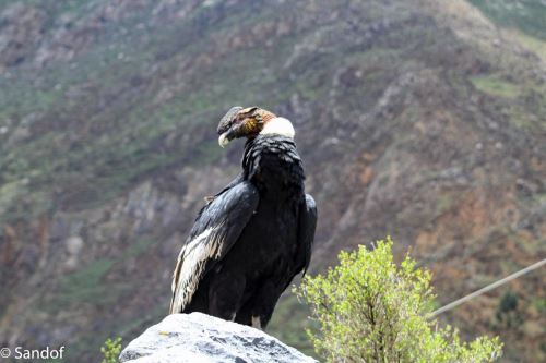 Majestuoso cóndor andino hace imponente aparición en Áncash e Ica  