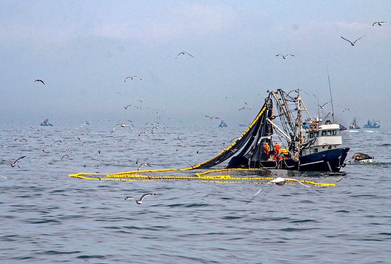 Autorizan inicio de la segunda temporada de pesca de anchoveta desde el 1 de julio en el sur