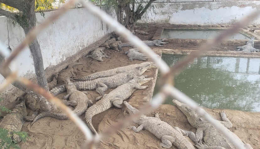 Centro de Conservación del Cocodrilo Americano recibe reconocimiento por protección de la fauna silvestre